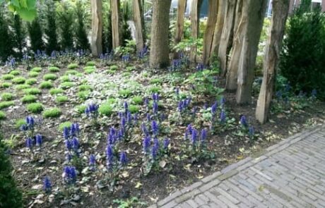 Aanleg tuin in Drempt